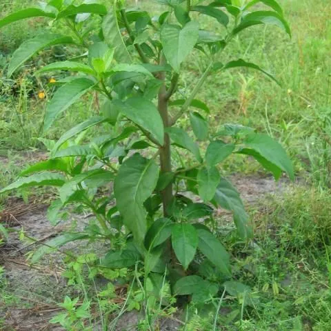 thumbnail for publication: Common Pokeweed